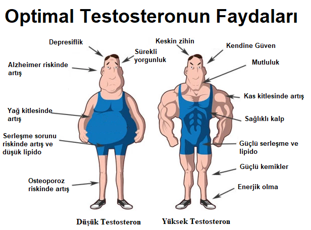 Testosteron Düşüklüğü Nedir? Belirtileri Nedenleri ve Tedavi Yöntemleri 4 testosteron